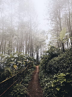 vert, feuillu, arbre, nuageux, ciel, chemin, Piste, randonnée, des bois, forêt, brouillard, explorer, périple, hors route, sentier, passerelle, feuilles, feuille, brumeux, nuage, la nature, en plein air, plante, paysage, couleur verte, paysages, scène rurale, été, Asie, beauté dans la nature, lumière du soleil, Voyage, personne, croissance, saison, branche, journée, Soleil, Matin, scène non urbaine, feuillage luxuriant, climat tropical, parc - espace créé par l'homme, environnement, forêt tropicale, 4K, CC0, domaine public, libre de droits