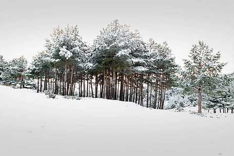 Baum, Wald, Landschaft, Bäume, Natur, Wälder, Nebel, Herbst, Mystiker, Geheimnis, Pfad, Licht, Grün, Beleuchtung, Moos, atmosphärisch, farblos, Schnee, Stille, friedlich, Wandern, Himmel, Pflanze, Winter, kalte Temperatur, Ruhe, Schönheit in der Natur, Land, ruhige Szene, Szenen - Natur, Wachstum, Feld, Tag, keine Leute, weiße Farbe, Abdeckung, draußen, von Bäumen gesäumt, Nadelbaum, 8K, CC0, gemeinfrei, lizenzfrei