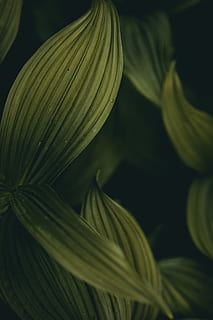 verd, fulles, digital, fons de pantalla, full, naturalesa, superfície, textura, bosc, fullatge, planta, jungla, contorn, ombra, canviant d'humor, fosc, arbust, arbre, detall, aventura, humor, fotografia, fotògraf, fons, primer pla, flor, botànica, color verd, frescor, bellesa a la natura, macro, patró, estiu, resum, pètal, primavera, 2K, CC0, domini públic, lliure de regalies