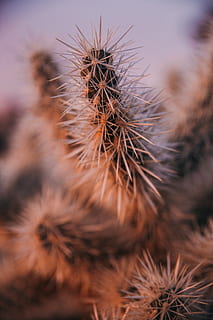 grøn kaktus, tæt på, ingen mennesker, selektiv fokusering, dag, natur, fokus på forgrunden, kaktus, saftige plante, plante, vækst, spiked, skønhed i naturen, torn, skarp, friskhed, tør, udendørs, Brun, jord, naturligt mønster, tørt klima, strittende, 2K, CC0, offentligt domæne, royaltyfrie