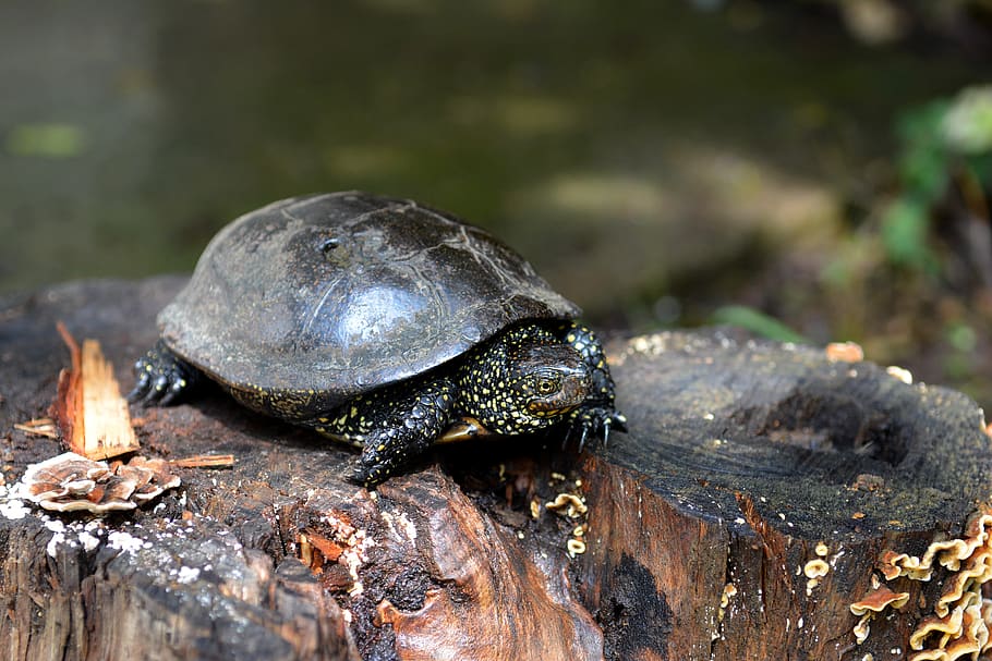 tortuga, naturalesa, animals, culata, fauna animal, animals a la natura, animal, temes d'animals, un animal, rèptil, material de fusta, cap gent, vertebrats, shell, centrar-se en primer pla, primer pla, dia, closca d’animals, a l'aire lliure, arbre, amfibi, marí, 5K