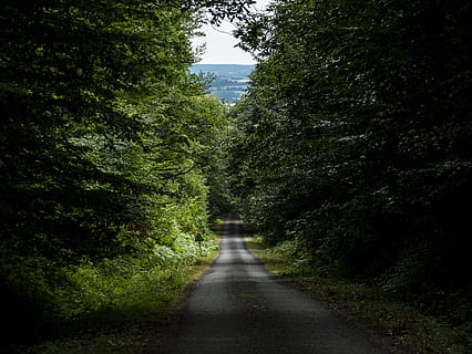 Gerade, Straße, Bäume, Kies, Schotterstraße, Frankreich, Wald, Baum, Natur, le gué-de-la-chaîne, foret de belleme, Asphalt, Spur, Sonnenlicht, Reise, Holz, Land, Grün, Ast, Landschaft, Pflanze, Richtung, der Weg nach vorn, Wachstum, abnehmende Perspektive, Tag, Transport, grüne Farbe, keine Leute, Ruhe, Schönheit in der Natur, Fluchtpunkt, draußen, Laub, Fußweg, 4K, CC0, gemeinfrei, lizenzfrei