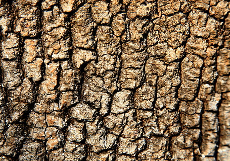 strom, shell, textura, hnědý, Příroda, pozadí, celý rám, texturou, prasklý, nikdo, detail, vzor, kmen stromu, den, kufr, životní prostředí, přírodní vzor, rostlina, sucho, hrubý, venku, suchý, klimatu, suché podnebí, efekt, kůra, 2K, CC0, veřejná doména, bez autorských práv