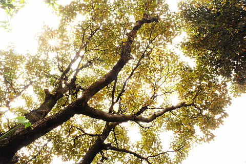 zielone drzewo, narodowy park zabytków, Indonezja, drzewo, flora, roślina, dąb, światło słoneczne, na dworze, wegetacja, Natura, wylądować, las, drzewo iglaste, jawor, niski kąt widzenia, niebo, Oddział, dzień, piękno natury, żadnych ludzi, wzrost, spokój, pnia drzewa, bagażnik samochodowy, podświetlany, scenics - natura, słoneczny, tła, Korona drzewa, bezpośrednio poniżej, 5K, CC0, domena publiczna, darmowe zdjęcia