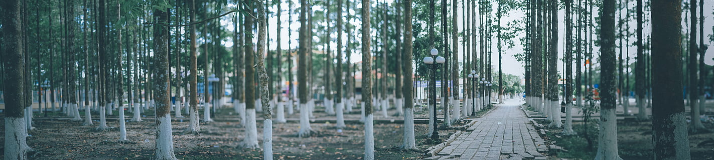 camino, rodeando, arboles, ramas, ambiente, bosque, paisaje, naturaleza, panorámico, parque, árbol, nadie, planta, día, al aire libre, crecimiento, belleza en la naturaleza, agua, tranquilidad, lluvia, tierra, mojado, bambú, centrarse en primer plano, planta de bambú, 8K, CC0, dominio público, libre de derechos