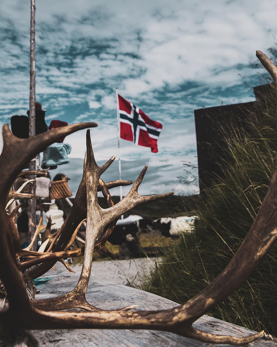 cornamenta, gris, superfície, bandera, noruega, símbol, hallingskarvet, ocell, animal, herba, os, banyes, verd, blau, fred, estiu, cel, vida salvatge, elk, mamífer, cérvol, bandera americana, el patriotisme, naturalesa, dia, cap gent, aigua, forma, a l'aire lliure, orgull, medi ambient, emoció, forma d'estrella, arquitectura, centrar-se en primer pla, estructura construïda, arbre, independència, vent, icona nacional, 4K