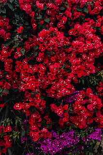 rood, bloemen, bougainvillea boom, Portugal, flora, abstract, achtergrond, bloeien, bloeiend, kleurrijke, boom, structuur, bloesem, Purper, bougainvillea, bloeiende plant, bloem, kwetsbaarheid, bloemblad, breekbaarheid, fabriek, schoonheid in de natuur, versheid, bloeiwijze, groei, detailopname, volledig kader, bloemhoofd, achtergronden, geen mensen, natuur, overvloed, hoge hoekmening, plantkunde, buitenshuis, Bos bloemen, 5K, CC0, publiek domein, royaltyvrij