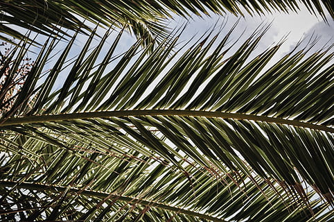 grüner Kokosnussbaum, Baum, Pflanze, Tanne, abies, Nadelbaum, Blatt, Newport Strand, Vereinigte Staaten, Laub, Palme, Wedel, Arecaceae, Sonnenlicht, Grün, Blau, hell, Himmel, Fichte, Vogel, Palmblatt, tropisches Klima, Wachstum, keine Leute, Schönheit in der Natur, Natur, grüne Farbe, Hintergründe, Pflanzenteil, Flachwinkelansicht, Vollbild, Tag, Nahansicht, draußen, Ruhe, Kokospalme, tropischer Baum, Blätter, direkt darunter, Baumkrone, 4K, CC0, gemeinfrei, lizenzfrei