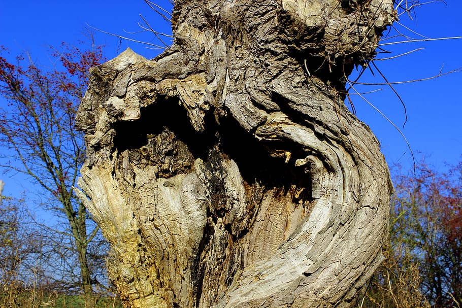 salze de pollastre, arbre, sec, naturalesa, tardor, fusta, tronc, tronc de l'arbre, planta, cel, vista d’angle baix, cap gent, dia, textura, primer pla, escorça, aspre, a l'aire lliure, centrar-se en primer pla, llum solar, cel clar, patró, tranquil·litat, material de fusta, planta morta, 5K