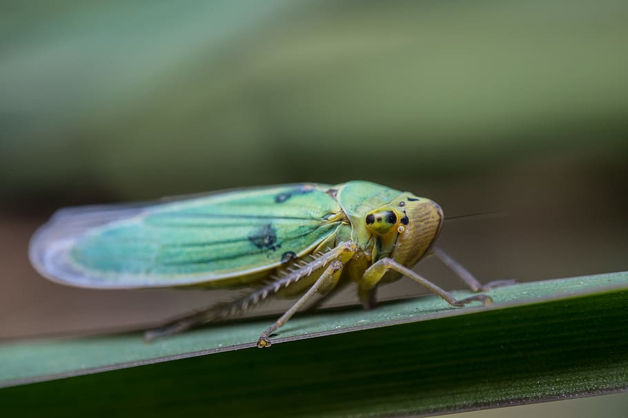 Hongria, error, insecte, verd, naturalesa, animal, froghopper, primer pla, estiu, vida salvatge, herba, macro, invertebrat, un animal, animals a la natura, temes d'animals, fauna animal, color verd, part de la planta, full, centrar-se en primer pla, dia, ala dels animals, cap gent, enfocament selectiu, zoologia, planta, longitud completa, ull d’animals, 4K