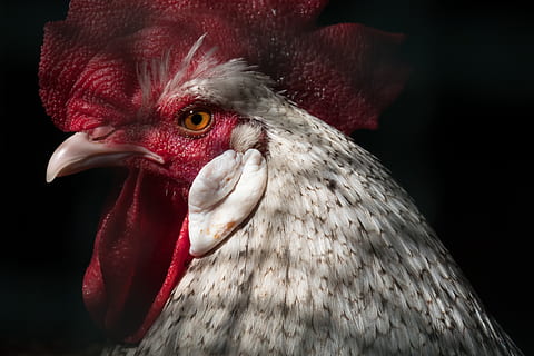 hahn, caught, imprisoned, captivity, sad, dom, bird cage, cage, prison, grid, bird, animal, animal themes, red, chicken - bird, close-up, vertebrate, livestock, rooster, one animal, chicken, male animal, animal body part, domestic animals, pets, black background, domestic, mammal, animal head, animal's crest, no people, beak, animal eye, profile view, 5K, CC0, public domain, royalty free