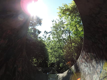 Canada, brampton, albero, pianta, luce del sole, natura, giorno, riflesso lente, raggio di sole, cielo, crescita, nessuno, foresta, tronco d'albero, tronco, la tranquillità, all'aperto, sole, terra, scenics - natura, bellezza nella natura, riflessione, 4K, CC0, dominio pubblico, privo di copyright