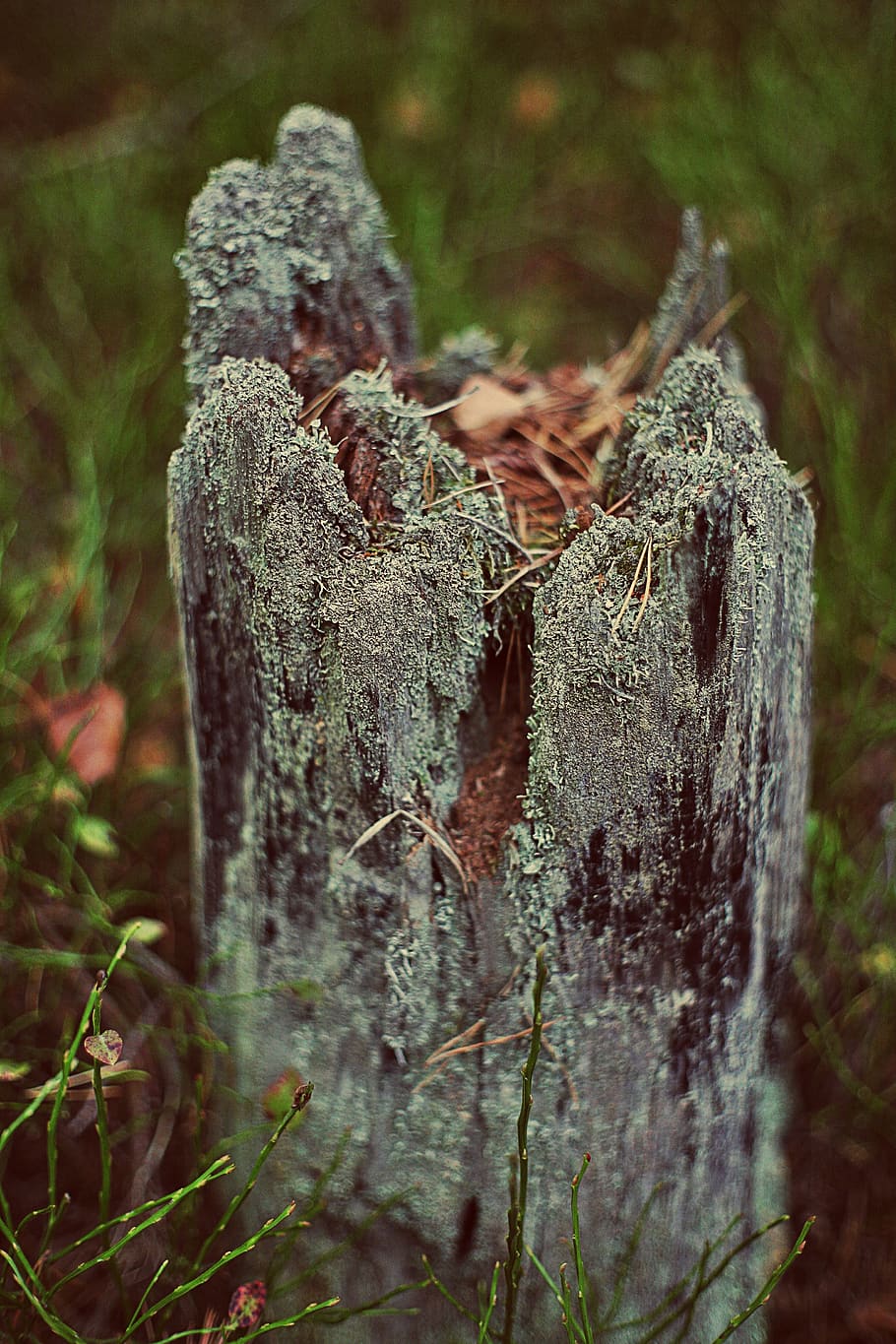 arbre retallat, fons borrós, primer pla, medi ambient, focus, fong, herba, creixement, paisatge, naturalesa, tronc de l'arbre, planta, arbre, terra, dia, cap gent, enfocament selectiu, centrar-se en primer pla, bosc, molsa, escorça, monstre de l'arbre, a l'aire lliure, tranquil·litat, material de fusta, fusta, planta morta, liquen, 4K