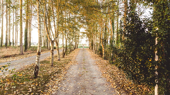 pathway, omgivet, træer, dagtimerne, sti, grusvej, vej, grus, Frankrig, Pleurtuit, Skov, flora, udendørs, vegetation, træ, plante, natur, jord, birk, retning, vejen frem, ro, efterår, skønhed i naturen, vækst, træstamme, rolig scene, bagagerum, dag, faldende perspektiv, scenics - natur, ingen mennesker, lave om, treelined, 4K, CC0, offentligt domæne, royaltyfrie