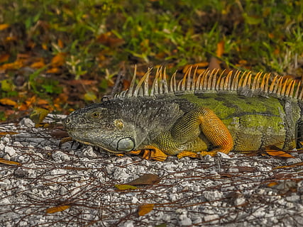 gecko gris, animal, llangardaix, rèptil, iguana, peix, wow, animal salvatge, florida, keywest, EUA, increïble, sòl, gecko, invertebrat, insecte, insecte de cricket, full, planta, llangardaix verd, runes, temes d'animals, fauna animal, animals a la natura, un animal, vertebrats, naturalesa, terra, dia, cap gent, camp, primer pla, centrar-se en primer pla, a l'aire lliure, enfocament selectiu, part del cos dels animals, escala d’animals, cap d’animals, 2K, CC0, domini públic, lliure de regalies