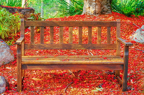Sitz, Baum, rot, Blütenblätter, bunt, Natur, ruhig, friedlich, Atmosphäre, keine Leute, Holz - Material, Pflanze, Bank, Herbst, Pflanzenteil, Blatt, Tag, Park, draußen, Schönheit in der Natur, Park - menschgemachter Raum, Veränderung, Abwesenheit, Möbel, Ruhe, die Architektur, Parkbank, Blumenmuster, 5K, CC0, gemeinfrei, lizenzfrei