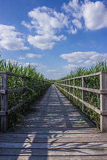 campo de hierba verde, paseo marítimo, puente, nube, nubes, nublado, cerca, atención, hierba, dirección, paisaje, perspectiva, plantación, caña, la carretera, sombra, cielo, verano, objetivo, pasarela, madera, de madera, barandilla de madera, el camino a seguir, nube - cielo, planta, naturaleza, perspectiva decreciente, barandilla, día, luz del sol, nadie, belleza en la naturaleza, tranquilidad, escena tranquila, crecimiento, material de madera, tierra, sendero, punto de fuga, al aire libre, largo, 4K, CC0, dominio público, libre de derechos