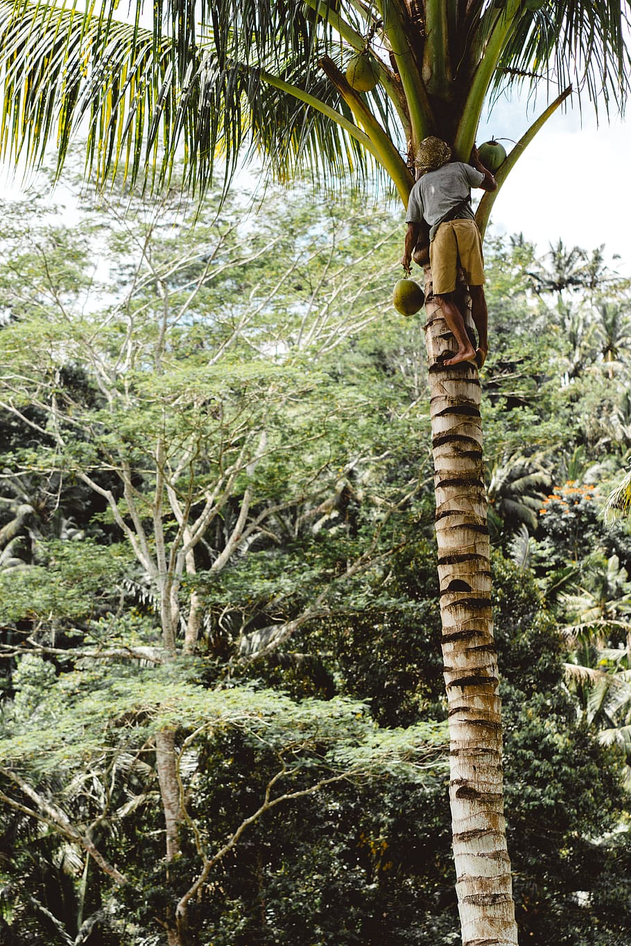 bosc, arbres, coco, home, indonèsia, escalar, bonic, càlid, verd, fresc, planta, arbre, tronc de l'arbre, tronc, creixement, naturalesa, Palmera, dia, cap gent, clima tropical, bellesa a la natura, a l'aire lliure, branca, tranquil·litat, terra, full, vista d’angle baix, part de la planta, centrar-se en primer pla, palmera de coco, fulla de palma, 5K