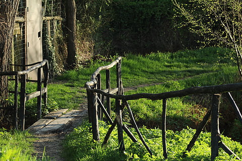 puente durante el dia, camino, al aire libre, planta, edificio, naturaleza, vegetación, arbusto, madera, sendero, verde, paseo marítimo, puente, árbol, cenador, jardín, alojamiento, pantano, fondo, barandilla, pretil, tierra, color verde, bosque, crecimiento, hierba, tranquilidad, nadie, campo, día, belleza en la naturaleza, límite, barrera, escena tranquila, cerca, luz del sol, material de madera, 5K, CC0, dominio público, libre de derechos