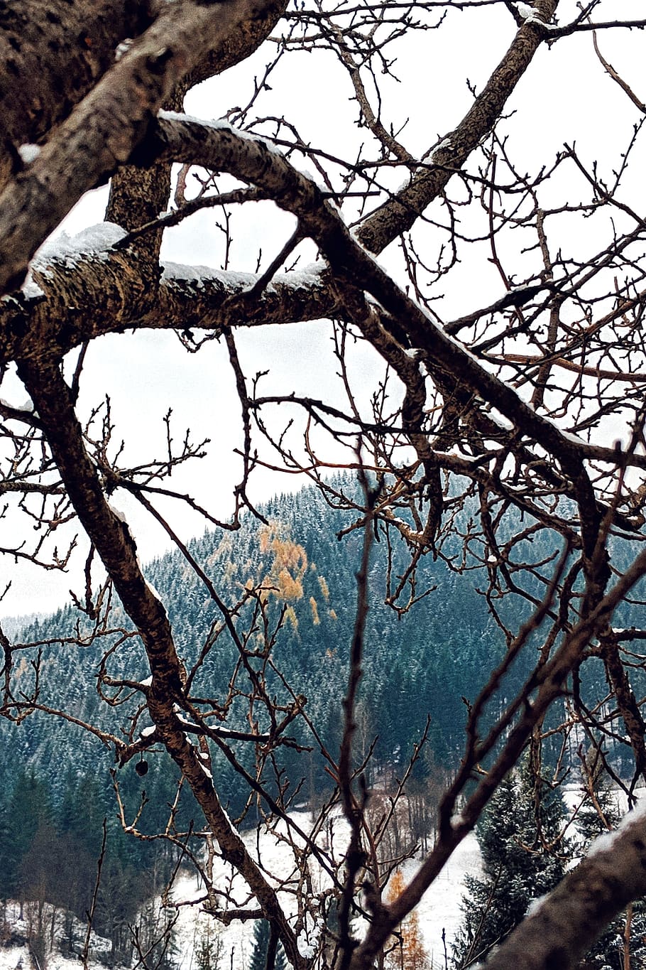 brauner Ast, Baum, Pflanze, Baumstamm, draußen, Tier, Vogel, accipiter, Natur, Säugetier, abies, Tanne, agelaius, Amsel, Tierwelt, Flackern Vogel, Specht, Adler, Geier, Bienenesser, Ast, Himmel, Ruhe, Tag, keine Leute, kahler Baum, Flachwinkelansicht, Schönheit in der Natur, Kofferraum, Wachstum, Wasser, Szenen - Natur, ruhige Szene, Fokus auf den Vordergrund, 4K