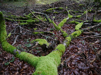 træ, Skov, plante, vækst, jord, natur, grøn farve, ro, ingen mennesker, plante del, mos, dag, rod, træstamme, bagagerum, blad, skønhed i naturen, udendørs, træ - materiale, bark, 4K, CC0, offentligt domæne, royaltyfrie