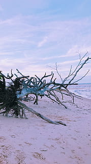 fa, lehullott fa, lenni, fák, elesett, tájkép, strand, ég, szépség a természetben, nyugalom, nyugodt jelenet, festmények - természet, föld, természet, hideg hőmérséklet, téli, növény, felhő - ég, hó, nem városi színtéren, víz, nem ember, környezet, nap, szabadban, halott növény, uszadék, 4K, CC0, közkincs, jogdíjmentes