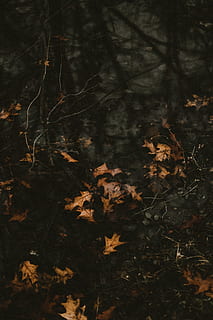 fulles seques marrons, full, planta, arbre, maple, fulla d'auró, pintura, art, hivern, aigua, senderisme, reflectint, piscina, tardor, fulles, caminada, caure, pètal, flor, animal, part de la planta, naturalesa, terra, canvi, cap gent, sec, bosc, tranquil·litat, bellesa a la natura, primer pla, creixement, dia, a l'aire lliure, camp, vulnerabilitat, 5K, CC0, domini públic, lliure de regalies