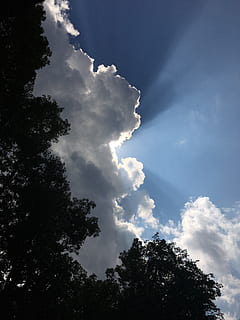 nubes, eclipse, cielo, árbol, nube - cielo, vista de ángulo bajo, planta, belleza en la naturaleza, naturaleza, tranquilidad, crecimiento, paisajes - naturaleza, nadie, día, escena tranquila, silueta, al aire libre, luz del sol, copa del árbol, idílico, escena no urbana, 4K, CC0, dominio público, libre de derechos