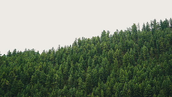 des arbres, sans nuages, ciel, arbre, plante, pin, abies, sapin, conifère, vert, la nature, paysage, végétation, épicéa, coloré, se faner, espace libre, minimal, minimaliste, Colorado, forêt, plein, couleur verte, croissance, beauté dans la nature, tranquillité, scène tranquille, paysages - nature, journée, personne, terre, ciel clair, feuillage luxuriant, feuillage, scène non urbaine, espace de copie, en plein air, arbre à feuilles persistantes, 4K, CC0, domaine public, libre de droits