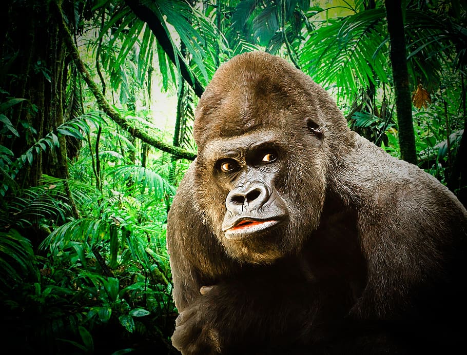 goril·la, goril·la de plata, mico, orgull, naturalesa, animal, pèl d’animals, Espècies en perill d'extinció, pelut, horitzontal, animal masculí, mamífer, ominós, temes d'animals, fauna animal, animals a la natura, un animal, primat, arbre, planta, bosc, vertebrats, terra, cap gent, retrat, color verd, dia, a l'aire lliure, selva tropical, pluja tropical, bambú - planta, 1080P