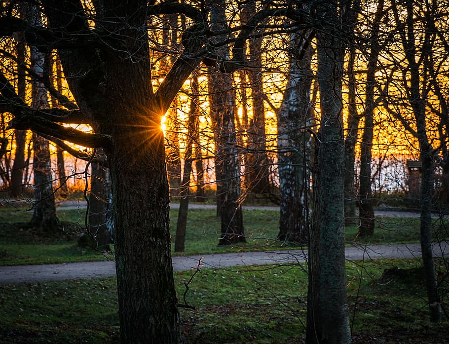 daurat, arbres d’hora, camí, llarg, fotografia d'exposició, retroil·luminat, branca, alba, medi ambient, caure, boira, herba, paisatge, llum, a l'aire lliure, parc, carretera, escènic, sol, posta de sol, troncs d’arbres, arbres, fusta, arbre, planta, terra, tronc de l'arbre, tronc, bosc, bellesa a la natura, tranquil·litat, naturalesa, cap gent, creixement, escena no urbana, llum solar, escena tranquil·la, escenics - natura, camp, arbre de coníferes, 1080P
