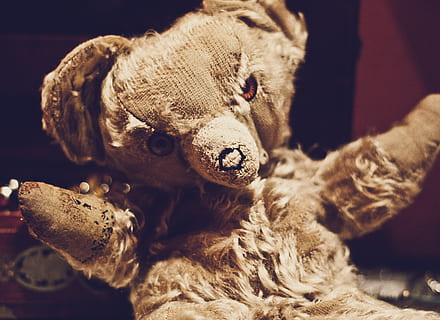 ursuleț de pluș brun, jucărie, jucarie de plus, mamifer, ursuleț, a închide, în interior, nici o persoana, un animal, reprezentare, taxidermie, animale sălbatice, portret, privind camera, să se concentreze asupra primelor elemente, partea corpului animalului, moliciune, 2K, CC0, domeniu public, fără drepturi de autor