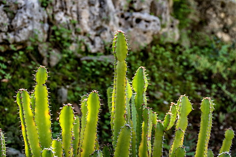 kaktus, planter, grønne, have, havearbejde, klippe, vegetation, natur, botanisk, stikkende, torne, provence, franske riviera, middelhavet, Frankrig, Europa, sydfrankrig, syd for Frankrig, morgen lys, vækst, plante, grøn farve, saftige plante, dag, tæt på, skønhed i naturen, ingen mennesker, fokus på forgrunden, spiked, udendørs, ro, selektiv fokusering, blad, sollys, skarp, plante del, torn, strittende, 5K, CC0, offentligt domæne, royaltyfrie