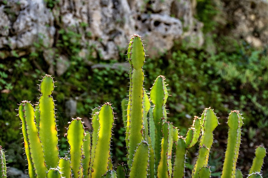 kaktus, planter, grønne, have, havearbejde, klippe, vegetation, natur, botanisk, stikkende, torne, provence, franske riviera, middelhavet, Frankrig, Europa, sydfrankrig, syd for Frankrig, morgen lys, vækst, plante, grøn farve, saftige plante, dag, tæt på, skønhed i naturen, ingen mennesker, fokus på forgrunden, spiked, udendørs, ro, selektiv fokusering, blad, sollys, skarp, plante del, torn, strittende, 5K