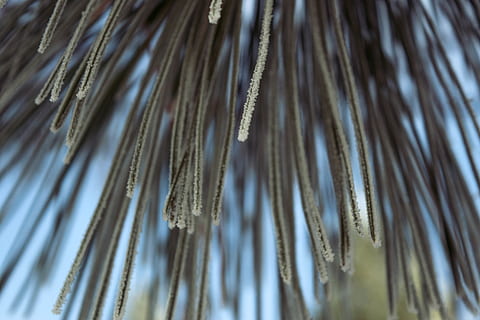 Bäume, Schnee, Makro, selektiver Fokus, Nahansicht, Natur, Pflanze, keine Leute, Schönheit in der Natur, Baum, kalte Temperatur, Winter, Tag, Wachstum, Muster, gefroren, Ruhe, draußen, Flachwinkelansicht, Kiefer, Haar, Fülle, Nadel - Pflanzenteil, Palmblatt, Nadelbaum, Eiszapfen, 5K, CC0, gemeinfrei, lizenzfrei