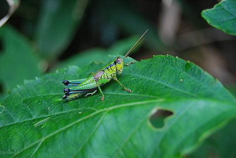selektif, fotografi fokus, belalang, daun, serangga, bagian tanaman, warna hijau, invertebrata, tema binatang, satwa liar hewan, binatang di alam liar, satu binatang, hewan, merapatkan, alam, menanam, hari, tidak ada orang, pertumbuhan, di luar rumah, fokus selektif, fokus pada latar depan, 4K, CC0, domain publik, bebas royalti