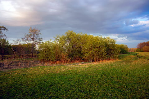 sfondo, fascio, nube, Cloudscape, nazione, campagna, ambiente, sera, campo, erba, prateria, collina, terra, paesaggio, prato, natura, non-urbano, all'aperto, al di fuori, pace, rurale, panoramico, cielo, estate, tramonto, albero, alberi, tempo metereologico, giallo, pianta, nuvola - cielo, la tranquillità, scena tranquilla, bellezza nella natura, scenics - natura, nessuno, crescita, scena non urbana, giorno, colore verde, 4K, CC0, dominio pubblico, privo di copyright