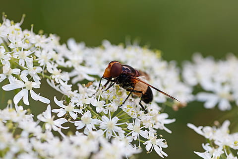 hoverfly, inseto, macro, fechar-se, salsa de vaca, invertebrado, temas animais, um animal, planta com flores, animal, flor, animais em estado selvagem, animais selvagens, plantar, fragilidade, vulnerabilidade, beleza na natureza, frescura, cor branca, foco seletivo, pétala, cabeça de flor, ninguém, asa animal, polinização, borboleta - inseto, 5K, CC0, domínio público, royalty free