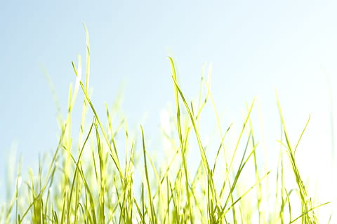 gress, sommer, bakgrunn, vår, himmel, felt, blomst, urt, grønn, blå, gul, utendørs, frodige, myk, eng, plen, utsikt, defokusert, naturlig, Sky, stråler, anlegg, landlig, effekt, natur, bilde, stråle, landskap, vekst, grønn farge, ingen folk, friskhet, jordbruk, nærbilde, dag, land, landlige scene, miljø, klar himmel, gresstrå, våren, 4K, CC0, offentlig domene, opphavsrett gratis