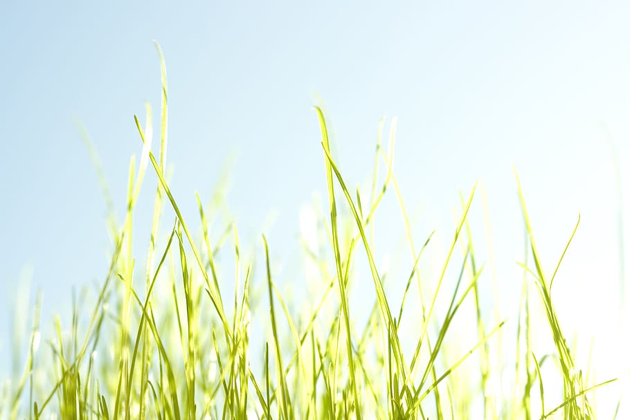 erba, estate, sfondo, primavera, cielo, campo, fiore, verde, blu, giallo, all'aperto, lussureggiante, morbido, prato, vista, defocused, naturale, nube, raggi, pianta, rurale, effetto, natura, Immagine, fascio, paesaggio, crescita, colore verde, nessuno, freschezza, agricoltura, avvicinamento, giorno, terra, scena rurale, ambiente, cielo sereno, filo d'erba, 4K