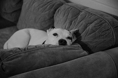 hund, kjæledyr, innenlands, husdyr, ett dyr, canine, pattedyr, møbler, dyr, dyre temaer, avslapning, innendørs, sofa, virveldyr, ser på kameraet, portrett, hjem interiør, ingen folk, pute, hjemlige rom, dyr hode, 5K, CC0, offentlig domene, opphavsrett gratis