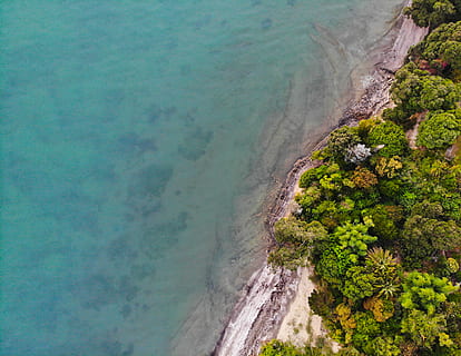 grüner Baum, draußen, Landschaft, Luftaufnahme, Land, Küstenlinie, Wasser, Meer, Ozean, Karaka Beach, auckland, Vegetation, Pflanze, Vorgebirge, Küste, Baum, Regenwald, Startbildschirm, Drohne, Strand, Schönheit in der Natur, Szenen - Natur, High Angle View, Natur, Ruhe, ruhige Szene, Tag, keine Leute, Rock, Sand, Bewegung, idyllisch, türkisfarben, 4K, CC0, gemeinfrei, lizenzfrei