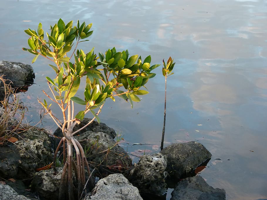 manglar, arbre, florida, Alberc, aigua, llac, planta, naturalesa, full, reflexió, part de la planta, bellesa a la natura, creixement, dia, cap gent, vista d’angle alt, tranquil·litat, flotant, sòlid, flotant a l'aigua, nenúfar, color verd, a l'aire lliure, fulles, 4K