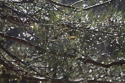 Kiefer, Tropfen, rosa, Regen, Nadeln, Nadel, fallen, Baum, Pflanze, Ast, Wachstum, Schönheit in der Natur, Nahansicht, keine Leute, Fokus auf den Vordergrund, Natur, Tag, nass, Ruhe, Wasser, Winter, kalte Temperatur, selektiver Fokus, draußen, Nadelbaum, Nadel - Pflanzenteil, Regenzeit, Regentropfen, Tau, 4K, CC0, gemeinfrei, lizenzfrei
