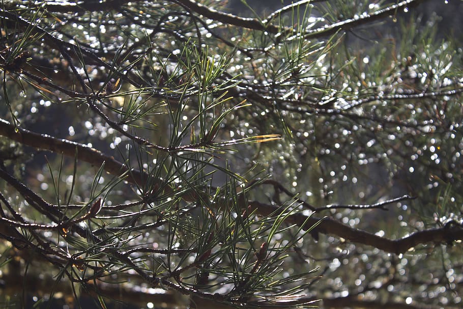 Kiefer, Tropfen, rosa, Regen, Nadeln, Nadel, fallen, Baum, Pflanze, Ast, Wachstum, Schönheit in der Natur, Nahansicht, keine Leute, Fokus auf den Vordergrund, Natur, Tag, nass, Ruhe, Wasser, Winter, kalte Temperatur, selektiver Fokus, draußen, Nadelbaum, Nadel - Pflanzenteil, Regenzeit, Regentropfen, Tau, 4K
