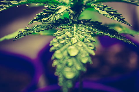 grünes Blatt, Pflanze, Gras, Cannabis, Blatt, Farn, Hanf, Zitrusfrüchte, frisch, Tropfen, Marihuana, Pollen, lila, Tröpfchen, Blume, blühen, Grün, Lupine, Knospe, sprießen, Moos, Wachstum, Nahansicht, grüne Farbe, Pflanzenteil, selektiver Fokus, Natur, Frische, keine Leute, Schönheit in der Natur, Tag, Lebensmittel, Essen und Trinken, Fokus auf den Vordergrund, gesundes Essen, draußen, fallen, Wasser, Kraut, 4K, CC0, gemeinfrei, lizenzfrei