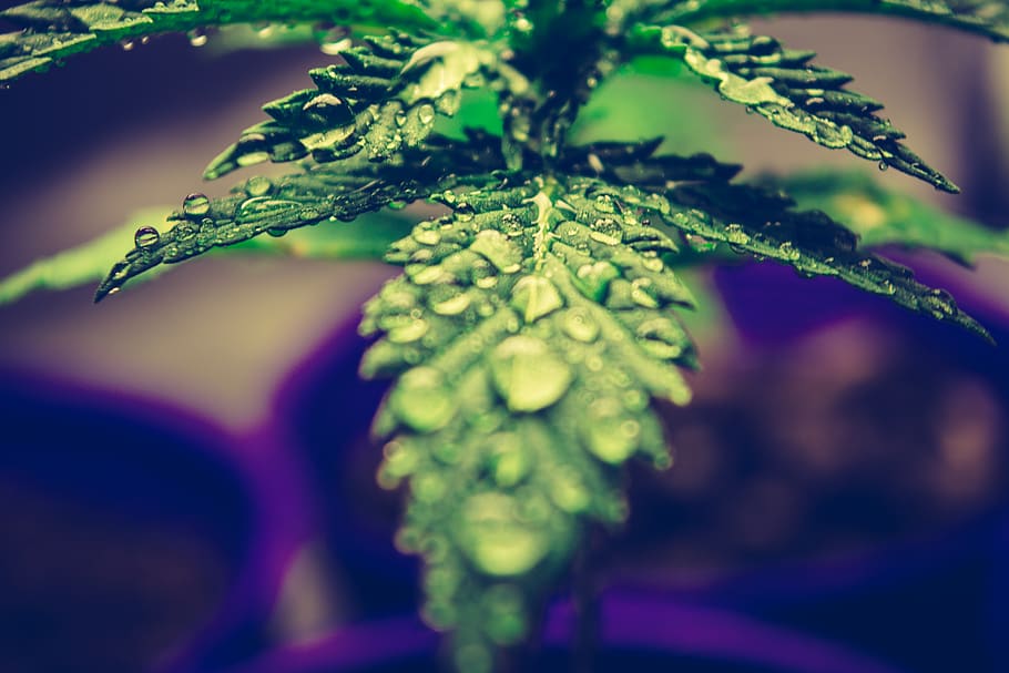 grünes Blatt, Pflanze, Gras, Cannabis, Blatt, Farn, Hanf, Zitrusfrüchte, frisch, Tropfen, Marihuana, Pollen, lila, Tröpfchen, Blume, blühen, Grün, Lupine, Knospe, sprießen, Moos, Wachstum, Nahansicht, grüne Farbe, Pflanzenteil, selektiver Fokus, Natur, Frische, keine Leute, Schönheit in der Natur, Tag, Lebensmittel, Essen und Trinken, Fokus auf den Vordergrund, gesundes Essen, draußen, fallen, Wasser, Kraut, 4K