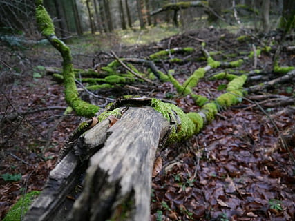 Wald, Baum, Pflanze, Moos, Land, Baumstamm, Kofferraum, keine Leute, Natur, Tag, Holz - Material, Wachstum, fallen, Nahansicht, Bauholz, Log, selektiver Fokus, draußen, Pflanzenteil, Holz, Borke, Regenwald, 4K, CC0, gemeinfrei, lizenzfrei