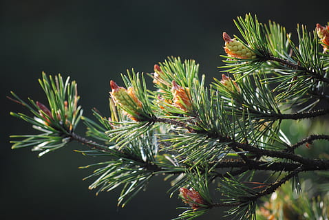 pi, bosc, arbre, figura, de fulla perenne, planta, creixement, naturalesa, bellesa a la natura, color verd, primer pla, cap gent, full, branca, part de la planta, arbre de coníferes, tranquil·litat, agulla - part de la planta, centrar-se en primer pla, a l'aire lliure, dia, llum solar, fulla de palma, 4K, CC0, domini públic, lliure de regalies