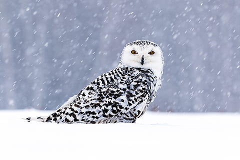 sort, hvid, ørn, vinter, sne, kold temperatur, dyr i naturen, et dyr, dyre temaer, dyreliv, dyr, hvirveldyr, natur, dag, sner, skønhed i naturen, fokus på forgrunden, ingen mennesker, fugl, hvid farve, jord, udendørs, ekstremt vejr, snestorm, varme tøj, 5K, CC0, offentligt domæne, royaltyfrie